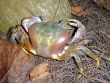 CRABE DE COCOTIERS